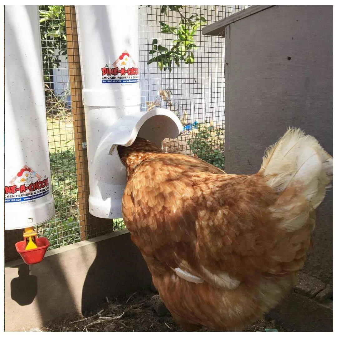 Isa Brown chicken eating from a Dine-A-Chook feeder next to a Dine-A-Chook drinker mounted on wire mesh.