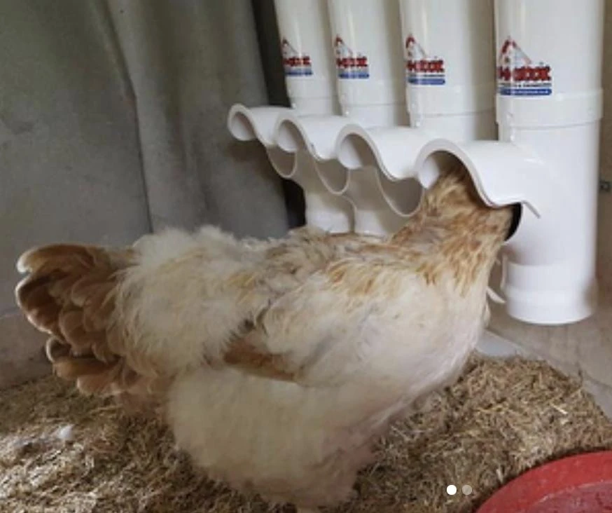 Multiple Dine-A-Chook chicken feeders mounted inside a coop with a chicken feeding from one, illustrating feeder accessibility and space efficiency.