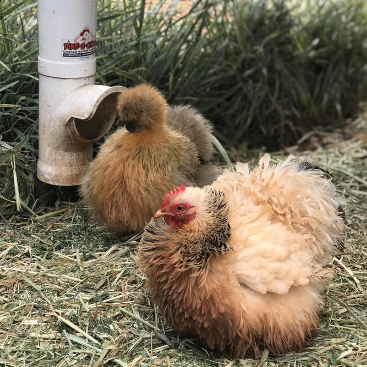 Pekin Frizzle and Silkie chickens eating from a Dine-A-Chook Chicken Feeder on hay