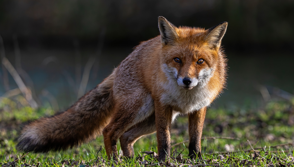 How to trap a fox - Dine a Chook