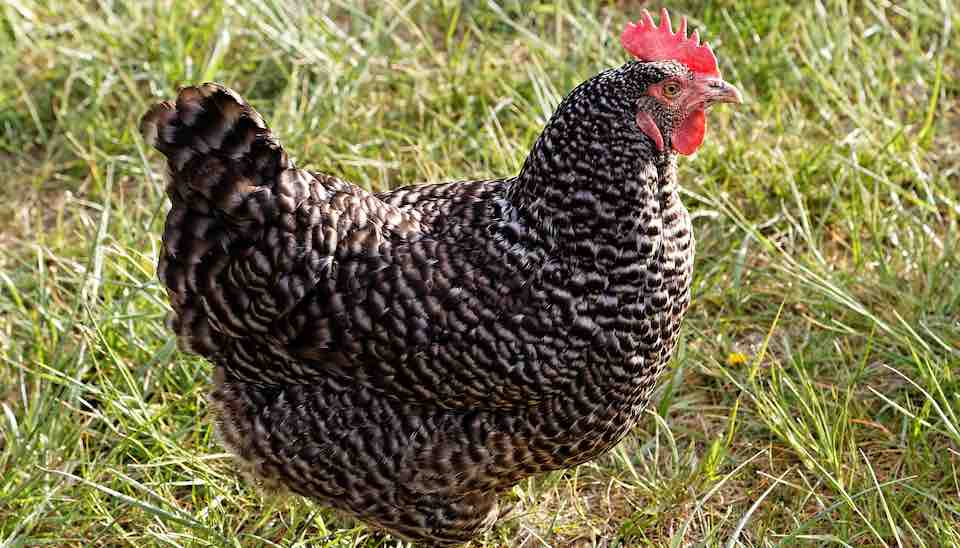 most beautiful chicken breeds