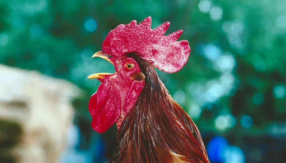 Why your Hen is Crowing - Dine a Chook