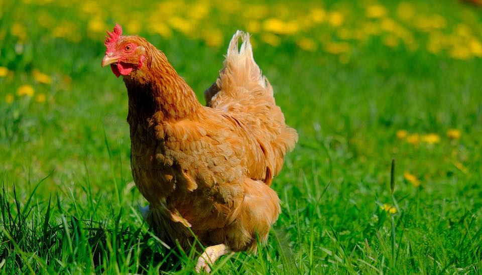 Which is most important for chickens, amino acids or protein? DineA