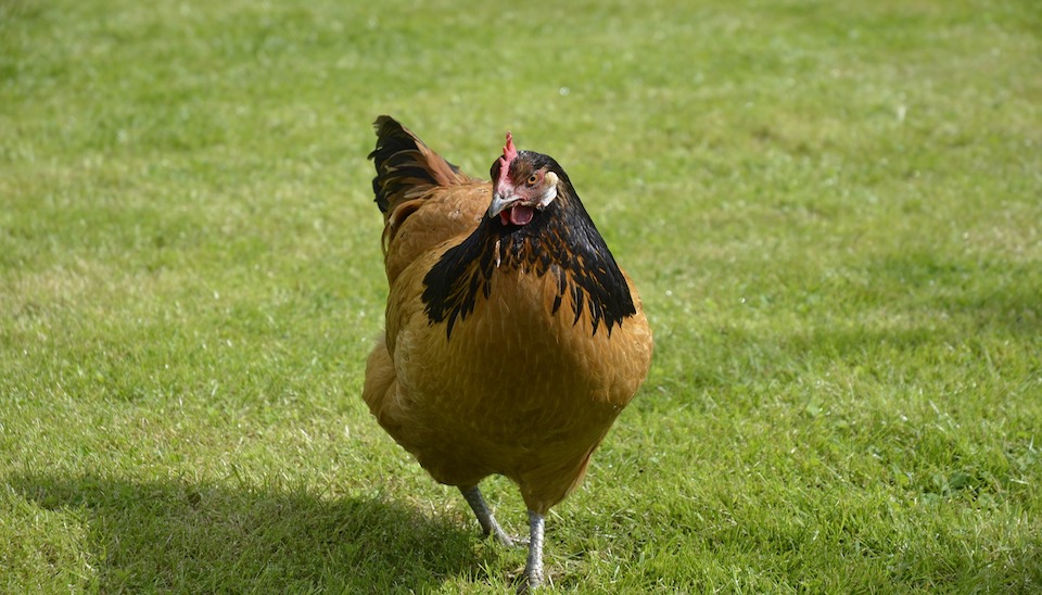 The basics to a happy hen: how much space do hens need?