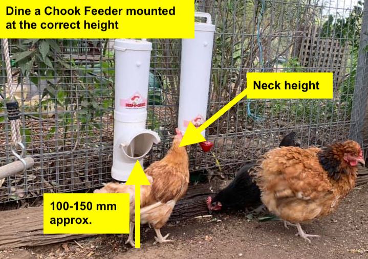 chicken-feeder-height.jpg