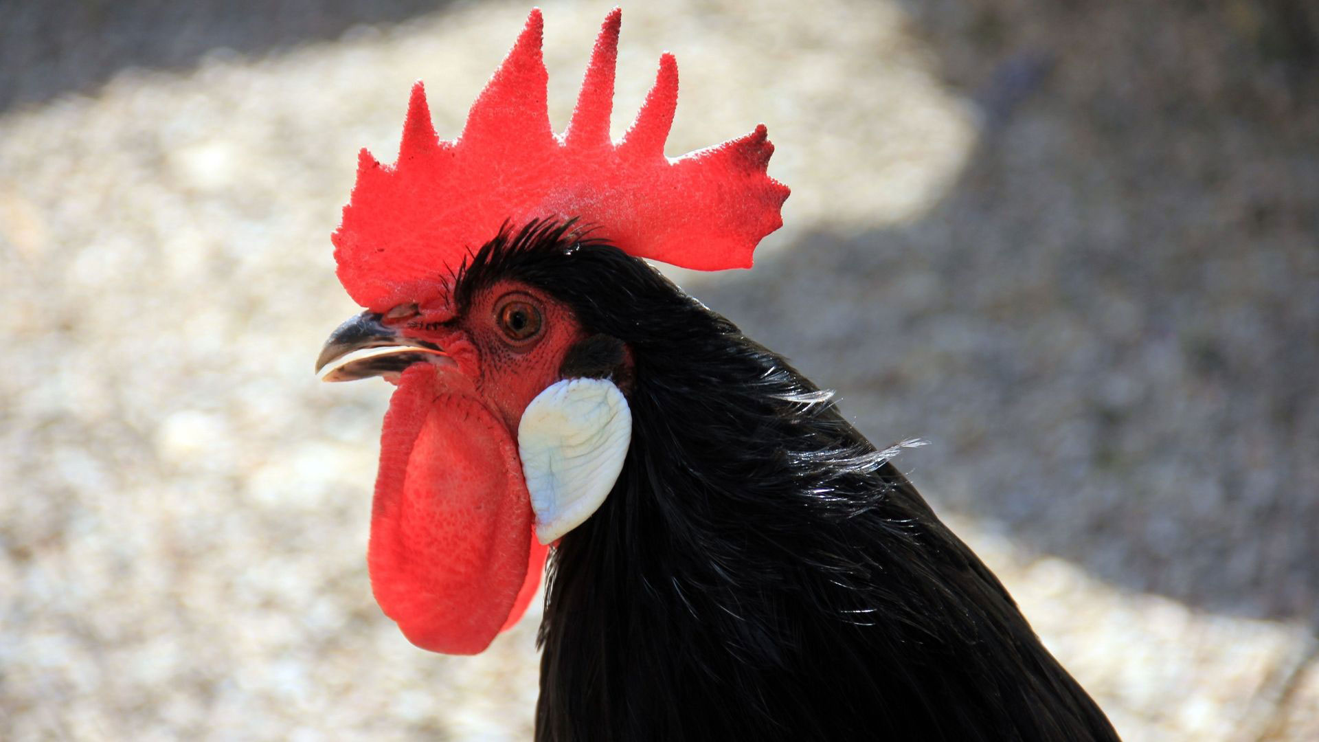 Does my chicken have Infectious Bronchitis? DineAChook