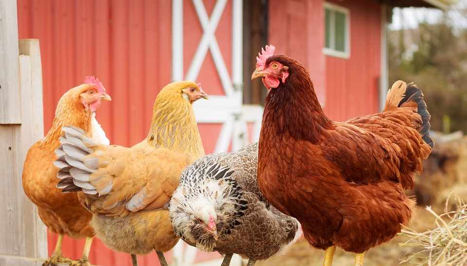 How to Maintain a Closed Flock Dine a Chook