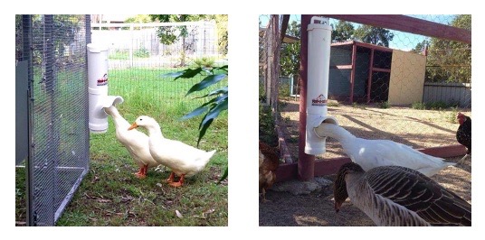 duck-feeder-goose-feeder.jpeg