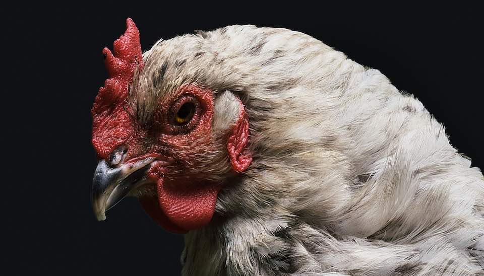 E Coli In Backyard Chickens What You Should Know Dine A Chook