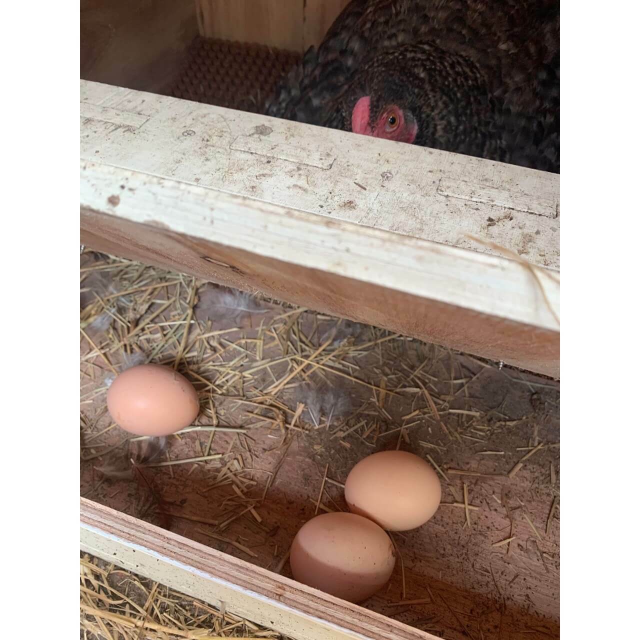 hen-sitting-in-roll-away-nest-box-with-three-eggs-ready-to-collect.jpg
