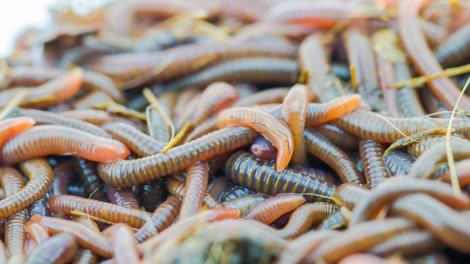 Are Insects good for Chickens? DineAChook
