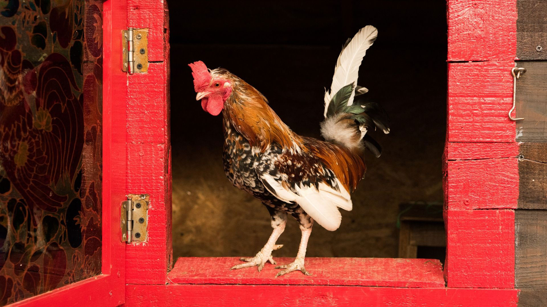 Keeping Roosters Together - Backyard Poultry