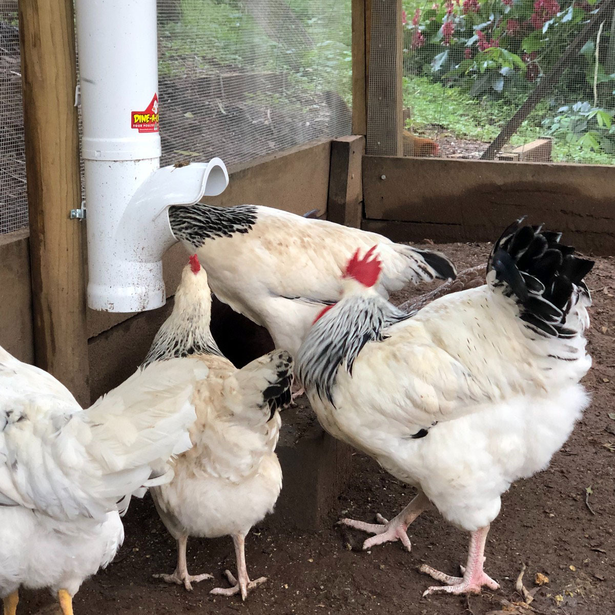 Light Sussex hens feeding from a large Dine-A-Chook chicken feeder