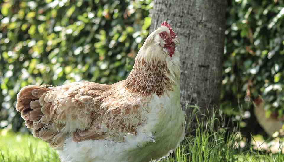 What to do with a lonely chicken