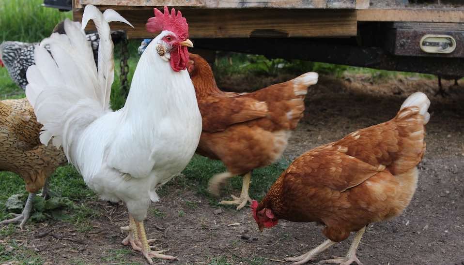 Managing Roosters in the Flock - Dine a Chook