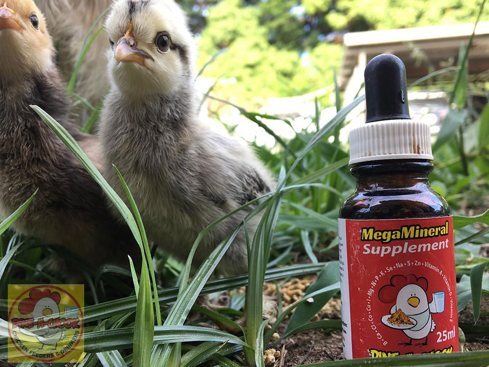 Vitamins for Chickens