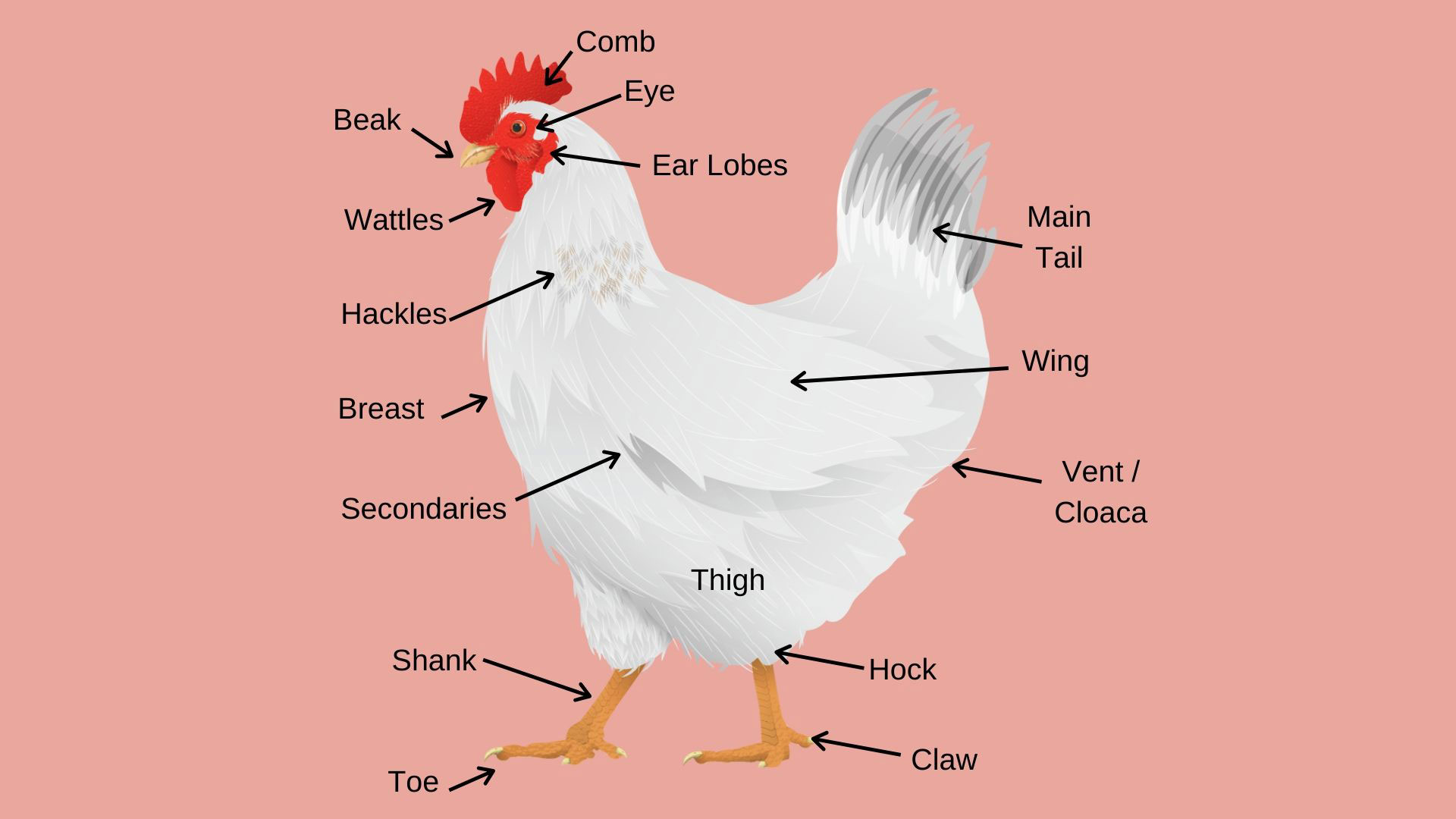 Parts of a Chicken you need to know - Dine a Chook