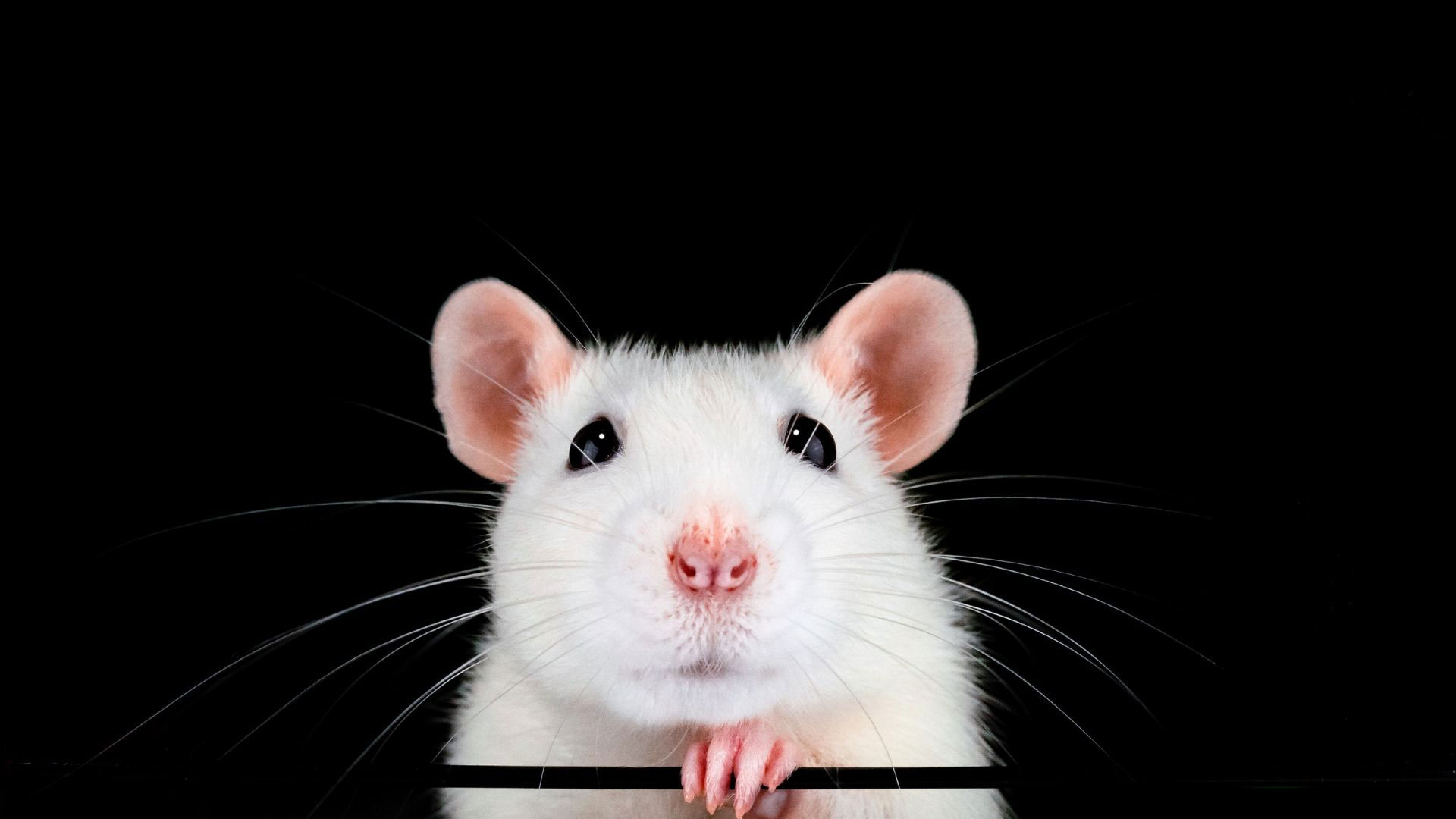 Can Lysol kill unwanted house rats/mice? - Quora