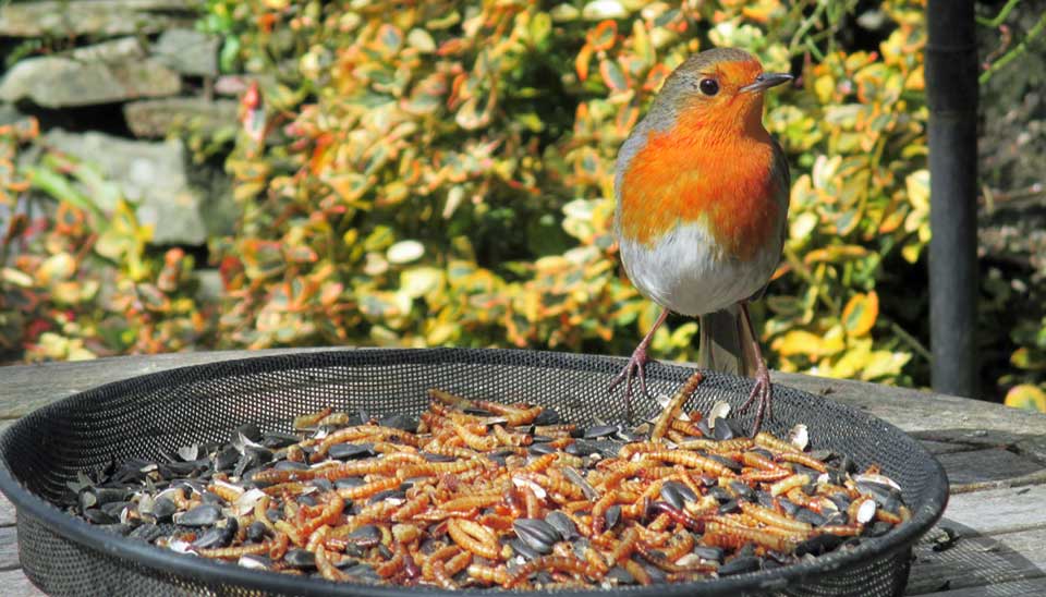 Everything to know about Mealworms for Chickens DineAChook