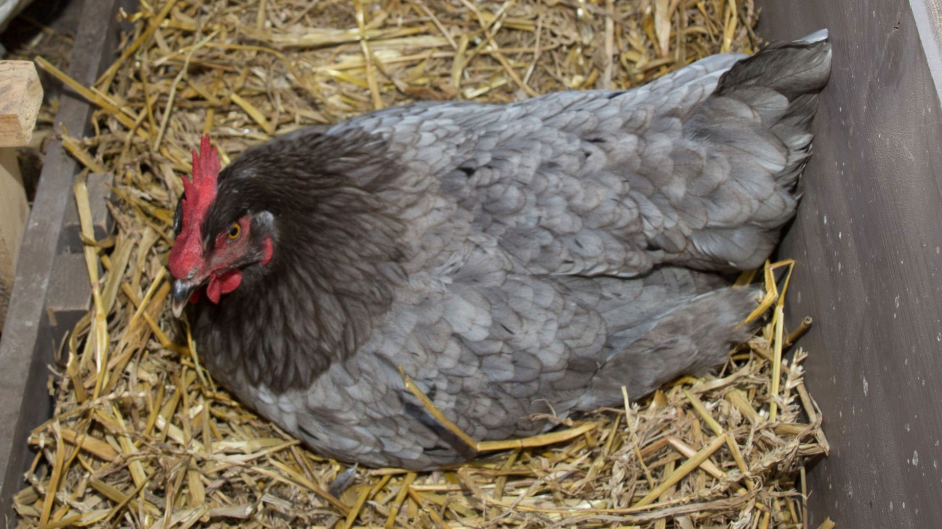 Signs to help you recognise a broody hen - COPELE