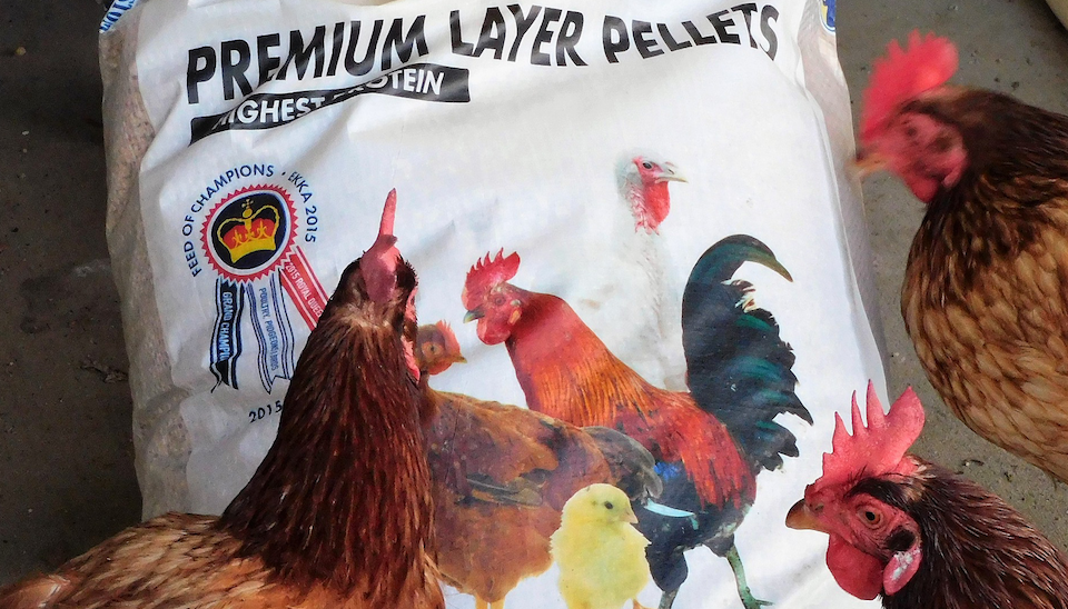 The Best Diet For Laying Hens Dine A Chook 