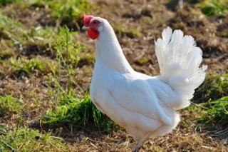 white-leghorn.jpeg