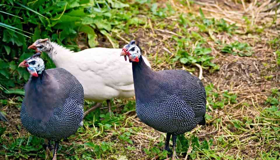 Guinea fowl and their care. - Cluckin