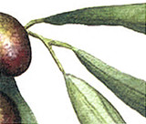 Why Our Olive Oil is a BIG DEAL!