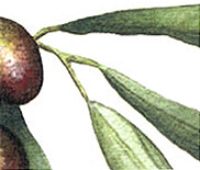 Why Our Olive Oil is a BIG DEAL!