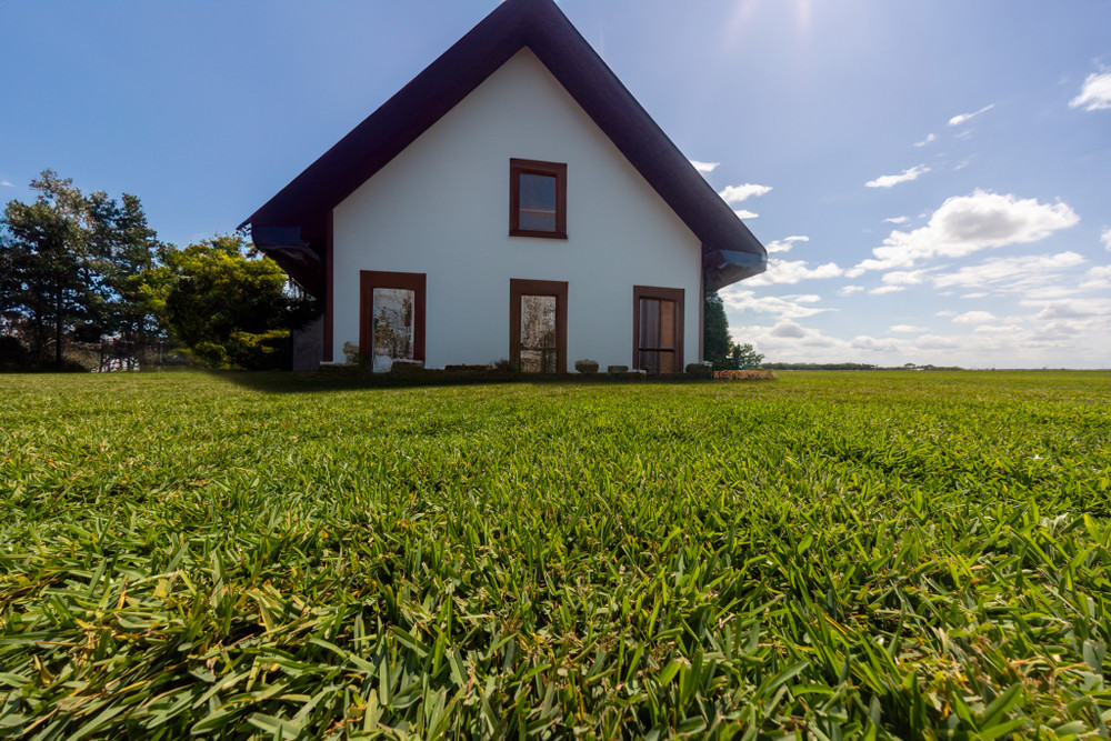 St. Augustine Grass: A Complete Homeowner’s Guide