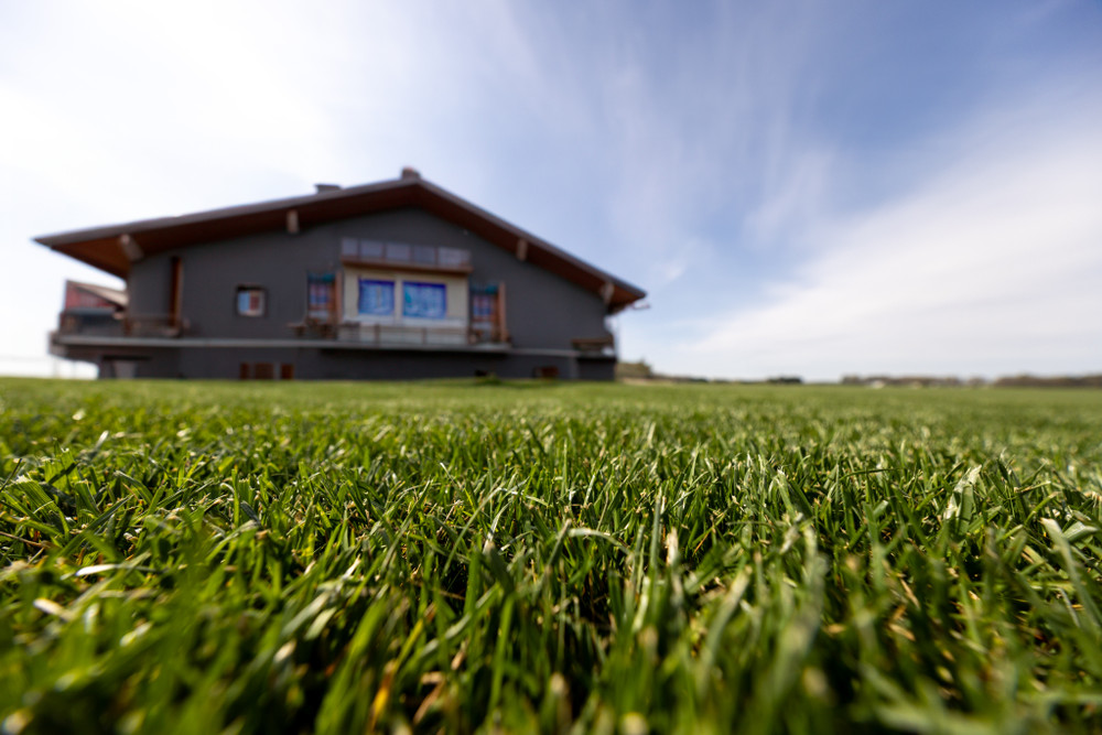 Tall Fescue Sod: A Complete Guide for Homeowners