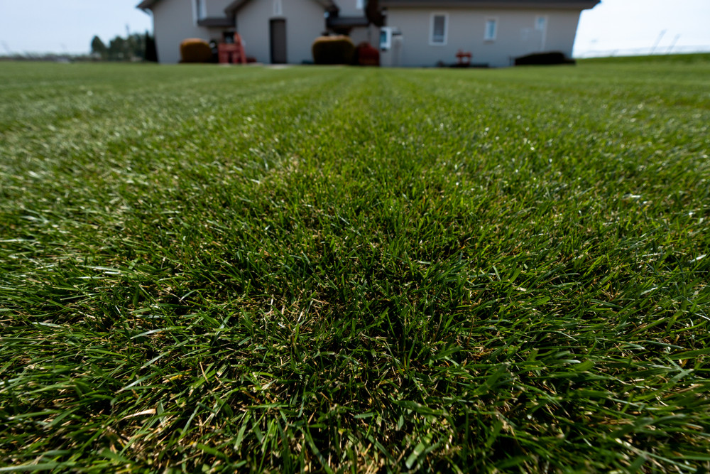 Raleigh Sod Guide | Best Grass Types & Lawn Care Tips