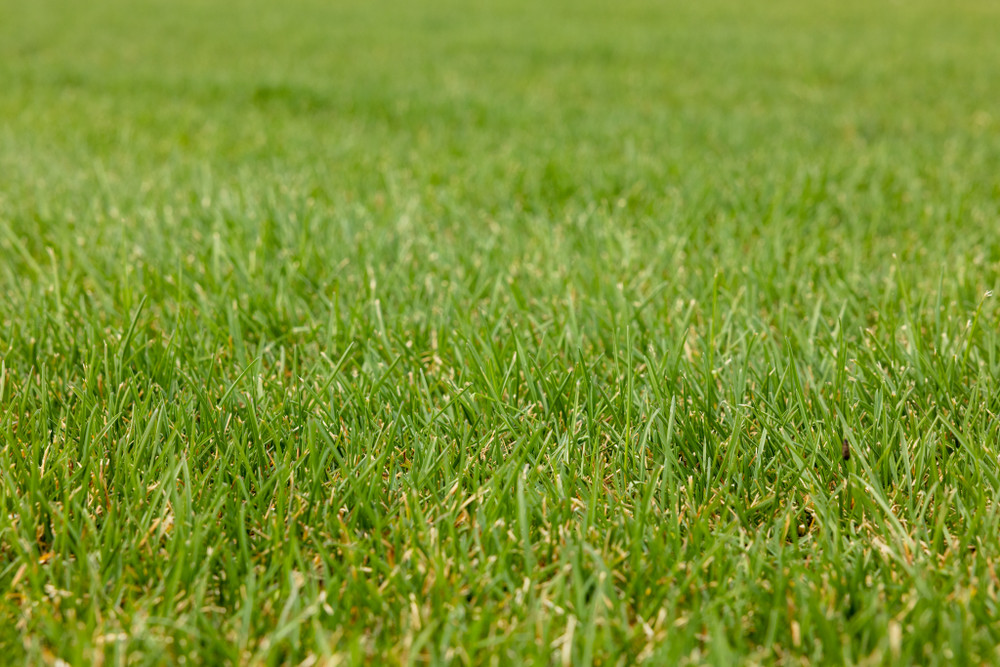 Kentucky Bluegrass Sod: History, Benefits, and Care Tips for Homeowners