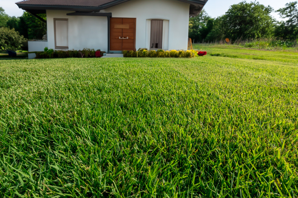 Dallas Sod Guide – Best Sod Grass for Dallas TX, Dallas Lawn Care Dallas Sod Guide – Best Sod Grass for Dallas TX, Dallas Lawn Care