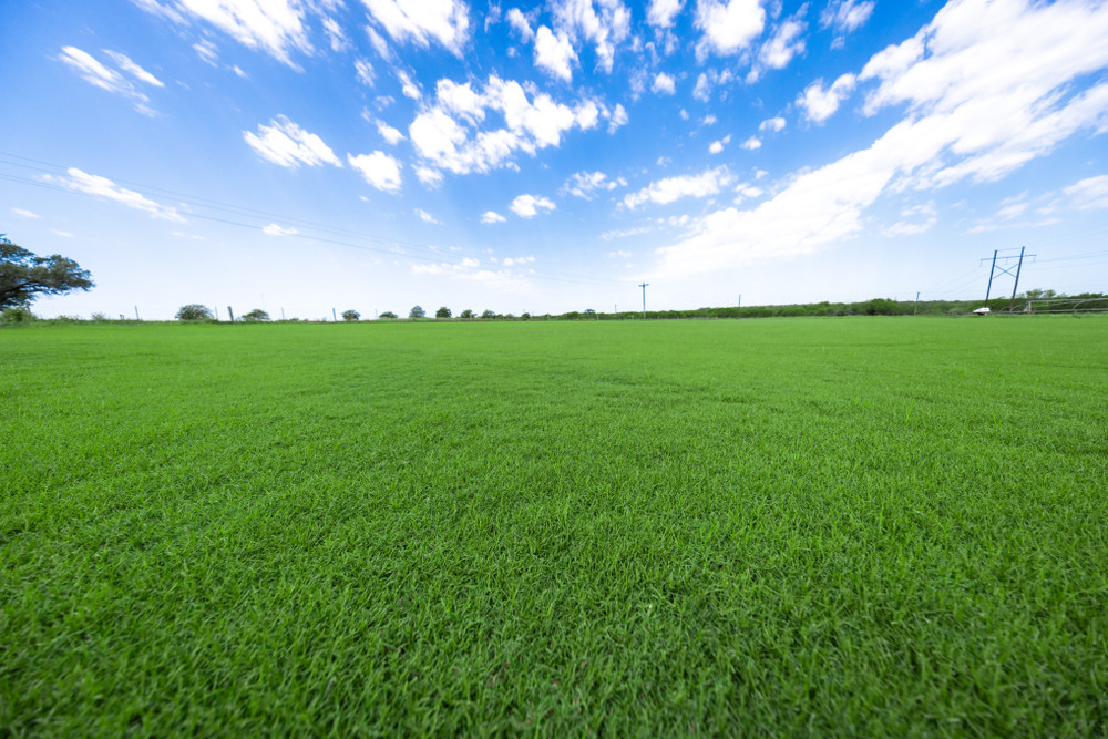 Bermuda Sod: A Homeowner’s Guide to a Tough, Beautiful Lawn