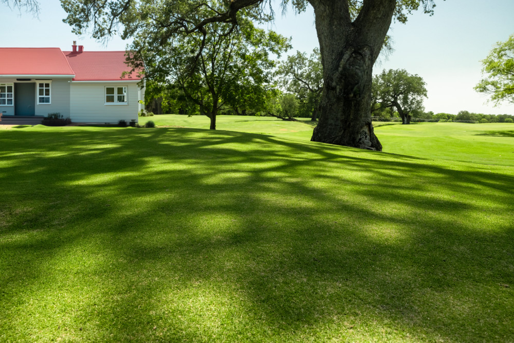 Zoysia Sod Guide: History, Varieties, Benefits & Lawn Care Tips for Homeowners