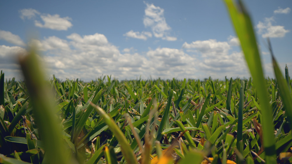 Miami Sod Guide: Choosing and Maintaining the Best Grass for South Florida