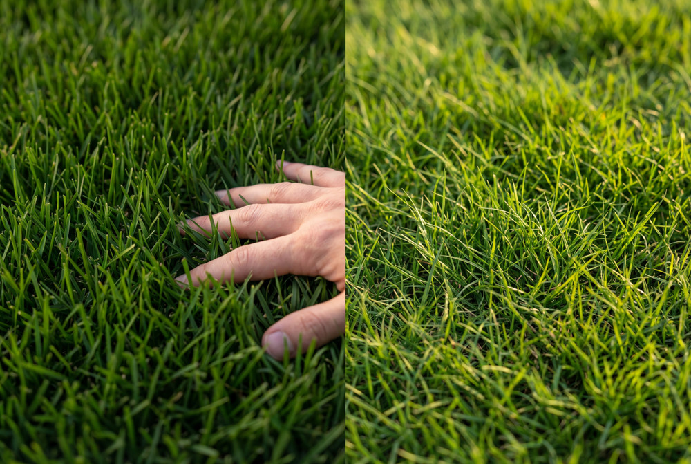 Zoysia vs. Bermuda Grass: Which One Is Right for Your Yard?