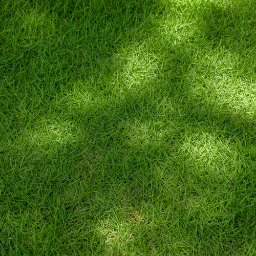 Zenith Zoysia
