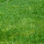 Zeon Zoysia