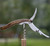 Legnoart Nebbiolo Grand Crue Sommelier Corkscrew (WF-2L) lifestyle