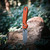 Vosteed Racoon Crossbar Aluminum Orange (A0511)
