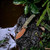 Vosteed Zander Aluminum Olive Green Copper Dune Blade (A4604)
lifestyle