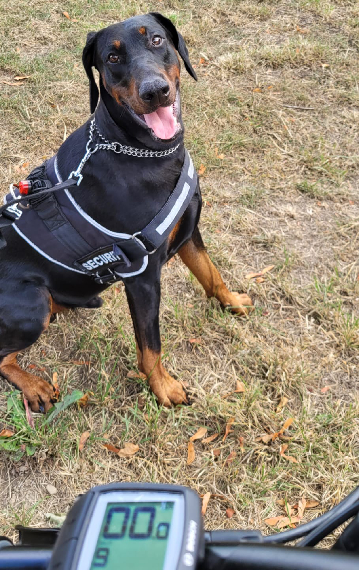 Eurocycles Sword's Team Member Alan Cycling with his dog for charity.