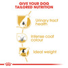 Royal Canin Miniature Schnauzer Adult Dry Dog Food