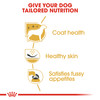 Royal Canin West Highland Terrier Adult Dry Dog Food