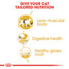 Royal Canin Siamese Adult Dry Cat Food