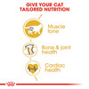 Royal Canin British Shorthair Adult Dry Cat Food