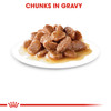 Royal Canin Intense Beauty in Gravy Wet Cat Food Pouches