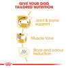 Royal Canin Dachshund Adult Dry Dog Food